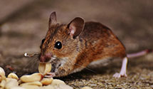 Find Exterminators in Fluvanna County